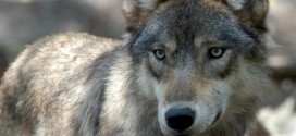 Wolf hunt moves to Northeast British Columbia