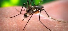 Zika virus: Blood Services asks travellers to keep their blood