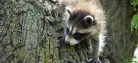 65 animals infected with rabies in Hamilton, Report