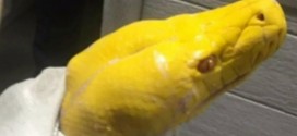 Angry man leaves 13-foot python in sushi restaurant (Photo)