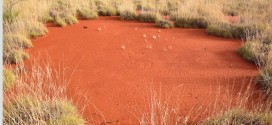 Australia 'fairy circles' shed light on mystery, new Research