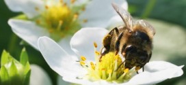 Bumblebees left 'confused' by pesticides on their favourite wild flowers, study warns