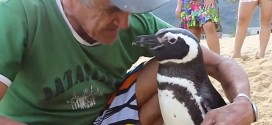 Dindim: Penguin swims 5000 miles every year to see man who saved his life