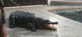 Gator in pool? Always check the bottom of the pool before you jump in (Video)