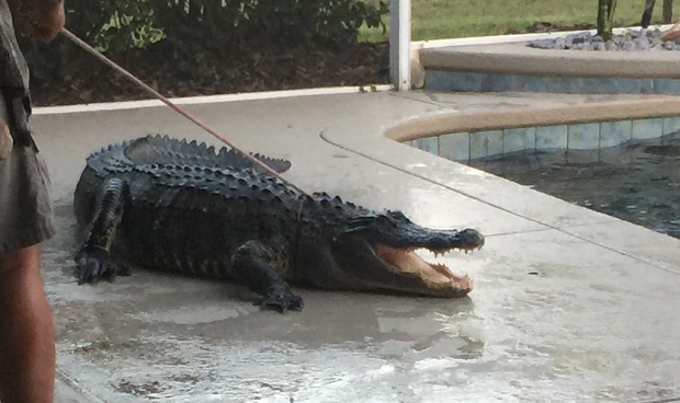 Gator in pool? Always check the bottom of the pool before you jump in ...