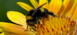 How to attract bees into your garden