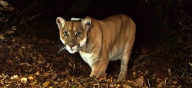 Mountain lion kills koala in Hollywood, officials say (Video)