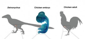 Researchers have grown 'dinosaur legs' on a chicken for the first time