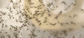 Saskatchewan Health investigates possible case of sexually-transmitted Zika virus