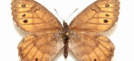 Tanana Arctic: New Alaska butterfly species is first in 28 years