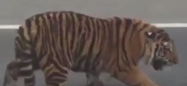 Tiger on highway: Big cat in Qatar gives drivers a fright (Video)