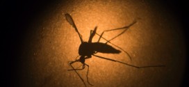 Zika Virus Guidelines Urge Couples to Wait Before Pregnancy: CDC