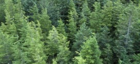 BC's beetle-plagued forests recovering fast, scientists says