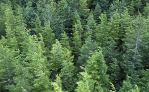 BC's beetle-plagued forests recovering fast, scientists says