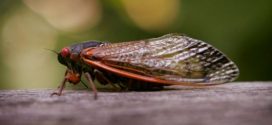 Billions of Cicadas Set to Invade Northeastern Part of United States, Report