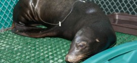 California sea lion rescued off Salt Spring Island, fights for life