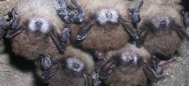 Deadly fungus a concern for bats, Report