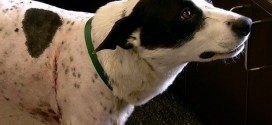 Dogs shot with arrows recovering, Report