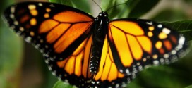 Fate of the Monarch butterfly may be 'quasi-extinction', says new Research