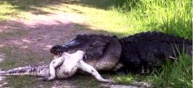 Gator eats gator? Watch an Alligator Get Devoured by a Bigger, Badder Alligator