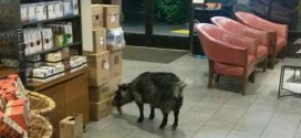 Goat Wanders into Starbucks in California (Photo)