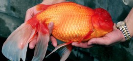 Goldfish invading Alberta ponds (Video)