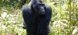 Grauer's gorilla: Numbers plummet by 77% in Congo