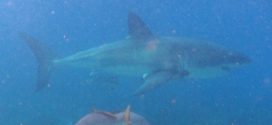 Great White Shark Spotted in Islamorada (Video)