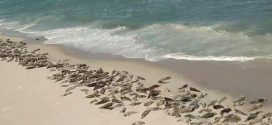 Hundreds of seals take over beach in Cape Cod (Video)