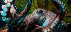 Inky the Octopus Escapes New Zealand Aquarium, Finds Freedom In Ocean!