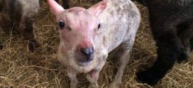 Lamb Born Without Fleece Gets Man-Made Sweater (Photo)