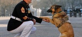 Marine dog 'Lucca' honored: The First American Dog Awarded a British Military Honor