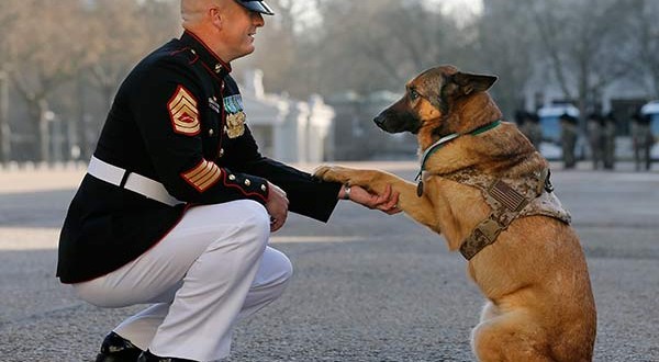 Marine dog 'Lucca' honored: The First American Dog Awarded a British Military Honor