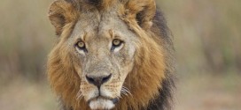 Mohawk the lion shot to death in Kenya, sparks outrage