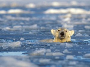 Polar bears swim longer with less ice, research