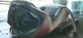 Rare megamouth shark caught by fishermen in Japan (Photo)