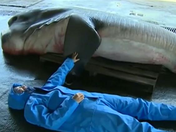 Rare megamouth shark caught by fishermen in Japan (Photo)