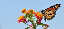 Scientists solve the mystery of monarch butterfly migration