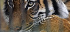 Tiger kills keeper at Florida zoo, officials say