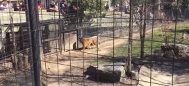 Woman hops tiger fence at Toronto Zoo for hat (Video)