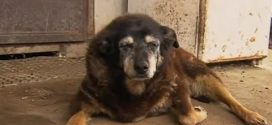 World's oldest dog dies aged 30, in her sleep