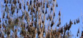 100,000 bats invade Aussie seaside town