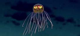 Alien Jellyfish Discovered By Deep Sea Researchers (Video)