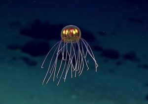 Alien Jellyfish Discovered By Deep Sea Researchers (Video)