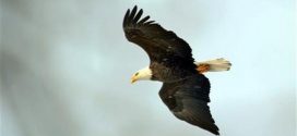 Bald eagle caused plane crash that killed four in Alaska