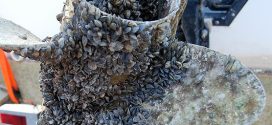 Boats intercepted with zebra mussels in British Columbia