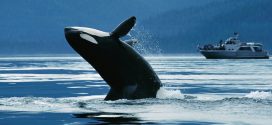 British Columbia coast scouted for possible whale sanctuary location