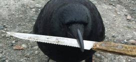 Canuck: The Crow Steals Knife from Vancouver crime scene (Photo)