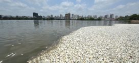 China: 35 tons of dead fish suddenly wash up in a lake (Photo)