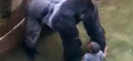 Gorilla killed at Cincinnati zoo had been 'protecting' fallen child (Video)